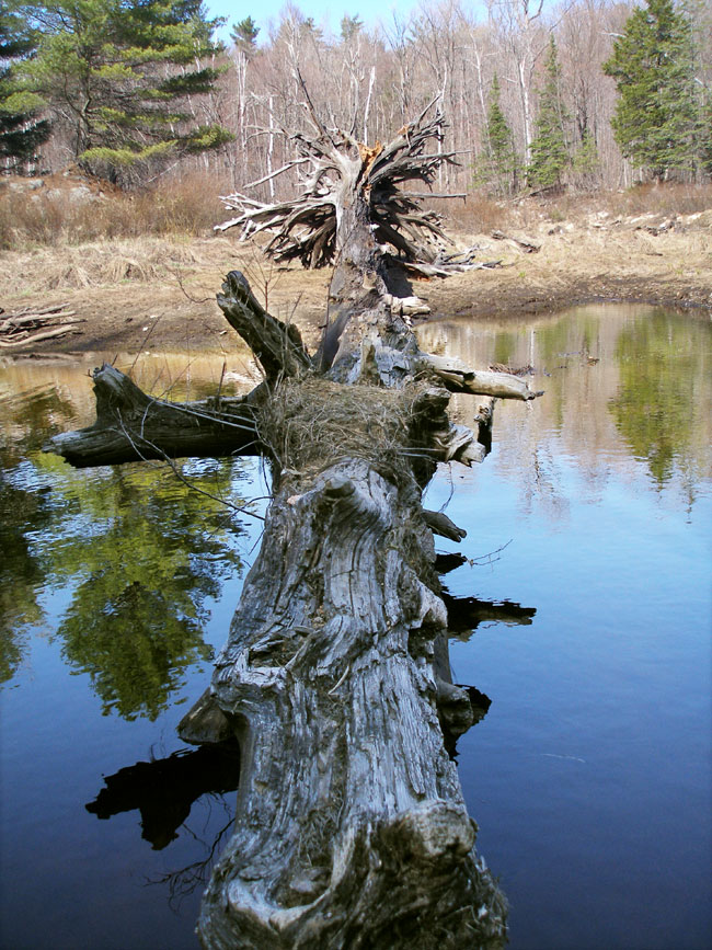 Dead Tree at Luskville Falls 2