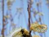 Bud Bee