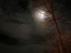 Tree Light
