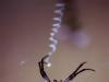 Argiope aurantia
