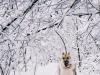 Miko in the Snow