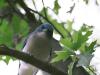 What are you looking at? - Mexican Jay