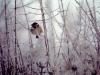 Frosty Finch