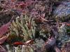 Lichens