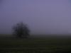 January Fog