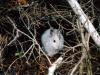Bunny in the Hole