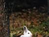 Bunny in the Tree
