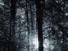 Enchanted Hemlock
