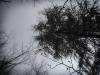 Tamarak