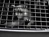 Caged
