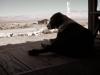 Pot Licker