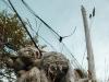 Manitoulin Island Bears