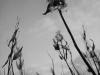 Milkweed's End