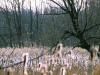 Utica Marsh, Utica NY