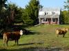 Cayumet Cows