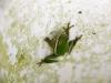 Green Tree Frog