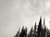 Forests