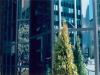 Glass and Trees