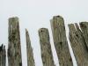 Fenced 1