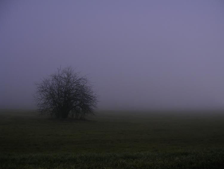 January Fog