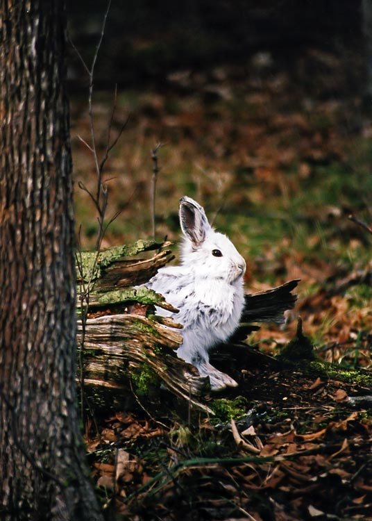 Bunny in the Tree