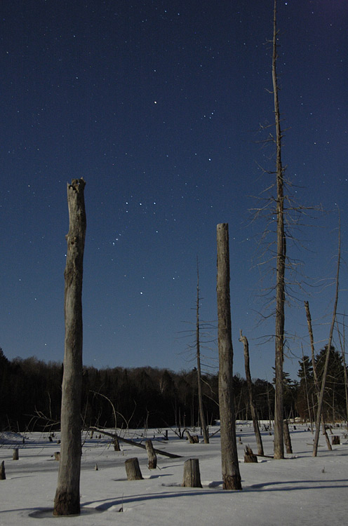 Amongst The Dead (Orion)