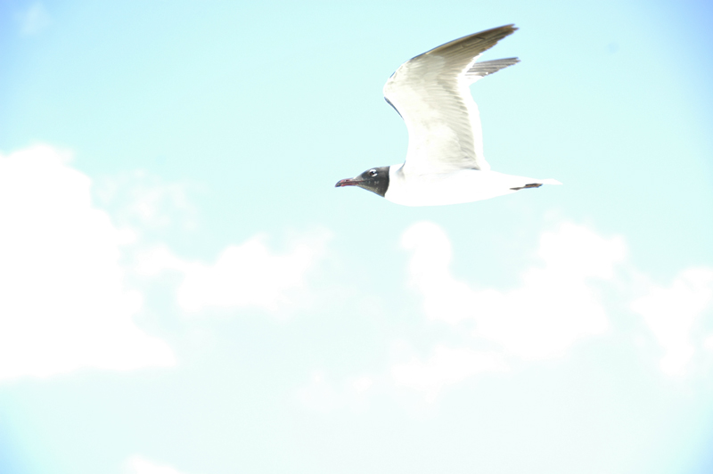 Laughing Gull