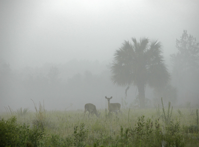 Morning Encounter