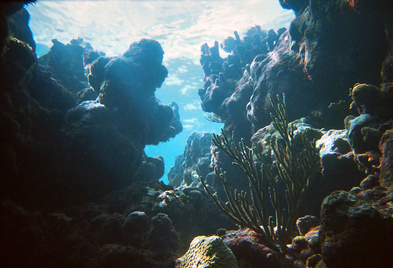 Coral Reefs - Jibacoa, Cuba