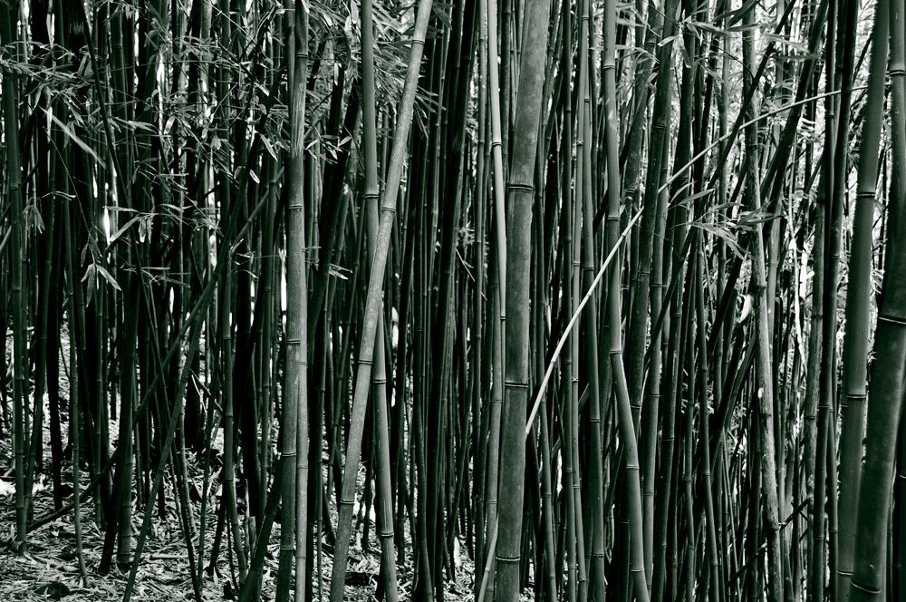 Bamboo