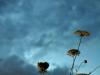 Queen Anne's Lace